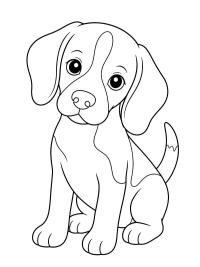 Beagle puppy