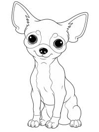 Chihuahua puppy