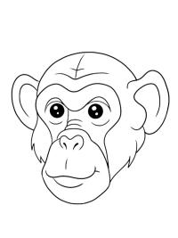 Chimpanzee face