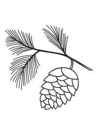 Pinecone