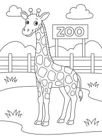 Giraffe at the zoo