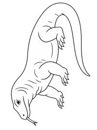 Komodo dragon