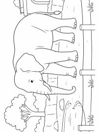 Elephant in the zoo