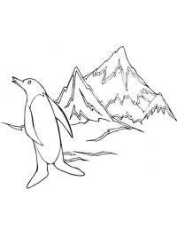 Pingu�n at south pole