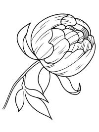 Peony