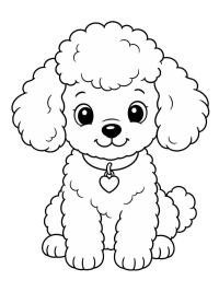 Poodle Puppy