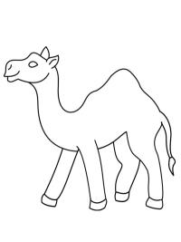 Simple camel