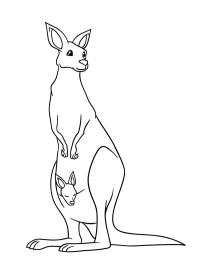 Standing kangaroo with baby