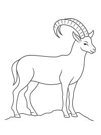 Ibex