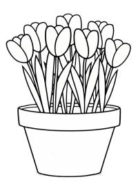 Tulip flowers in a flowerpot