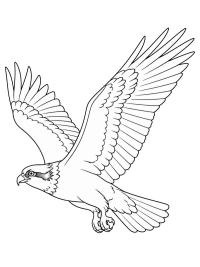 Fish hawk