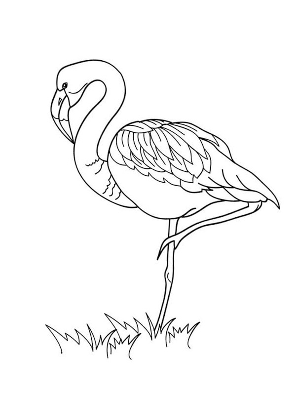 Flamingo in the grass Colouring page