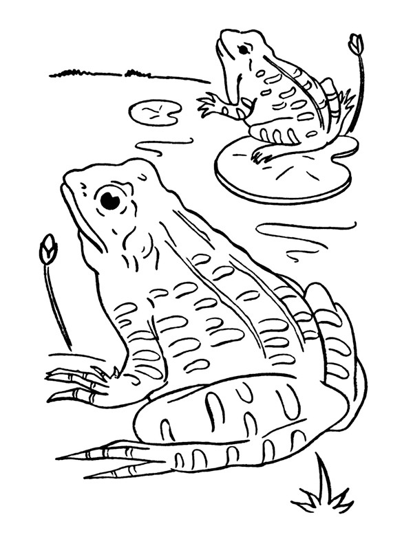 Frogs Colouring page