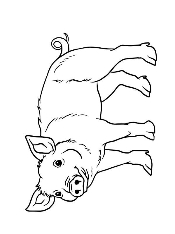Pig Colouring page