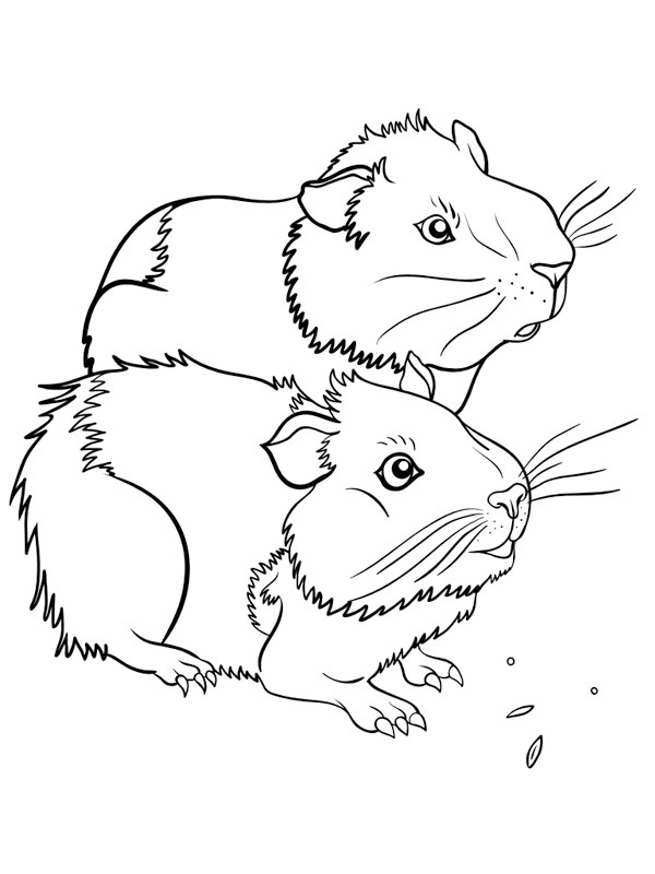 two guinea pigs Colouring page