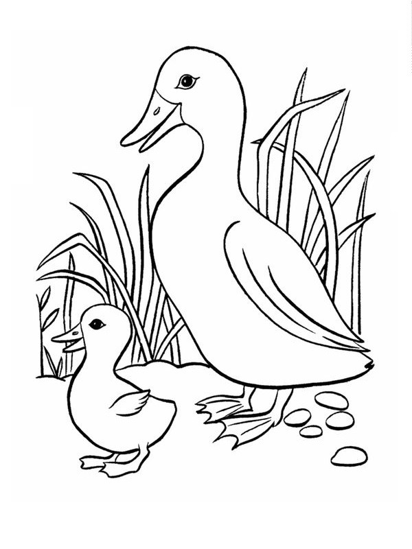 Two ducks Colouring page