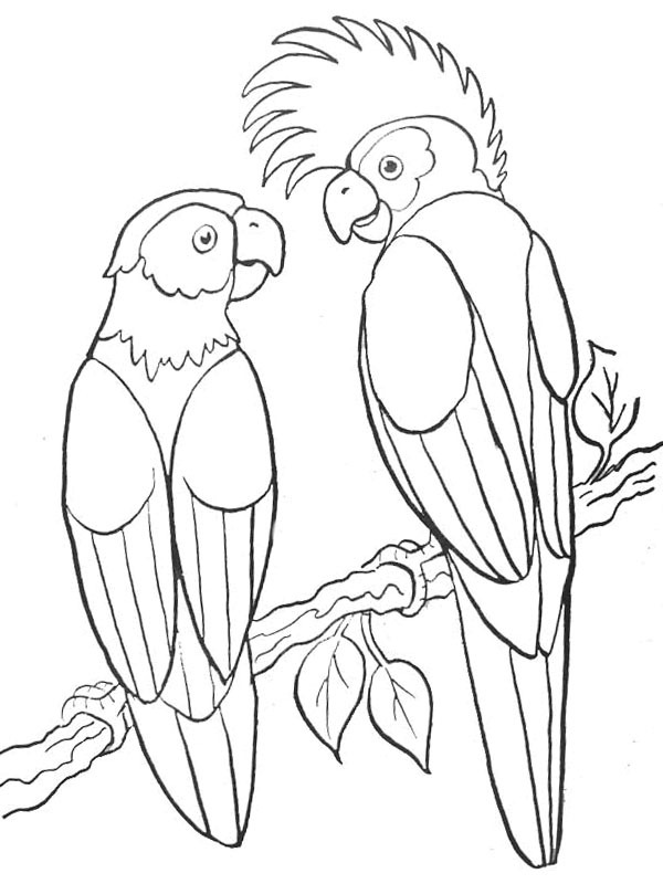 2 parrots Colouring page