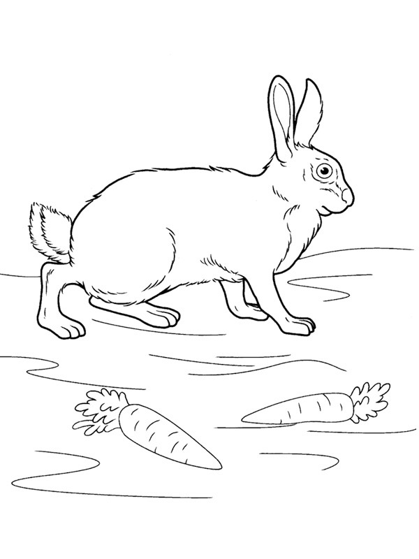 Rabbit Colouring page