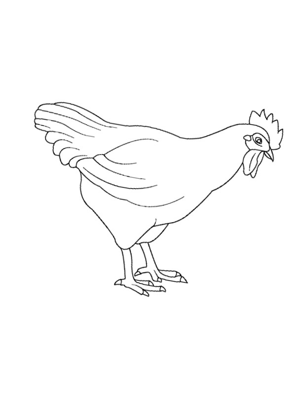 Chicken Colouring page