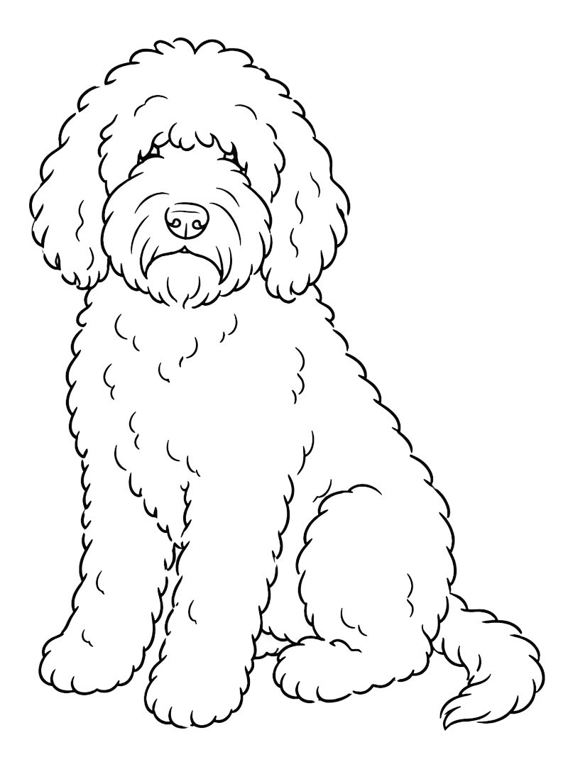 Barbet Dog Colouring page