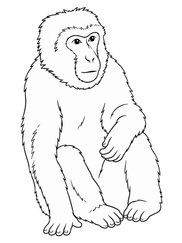 Barbary macaque Colouring page