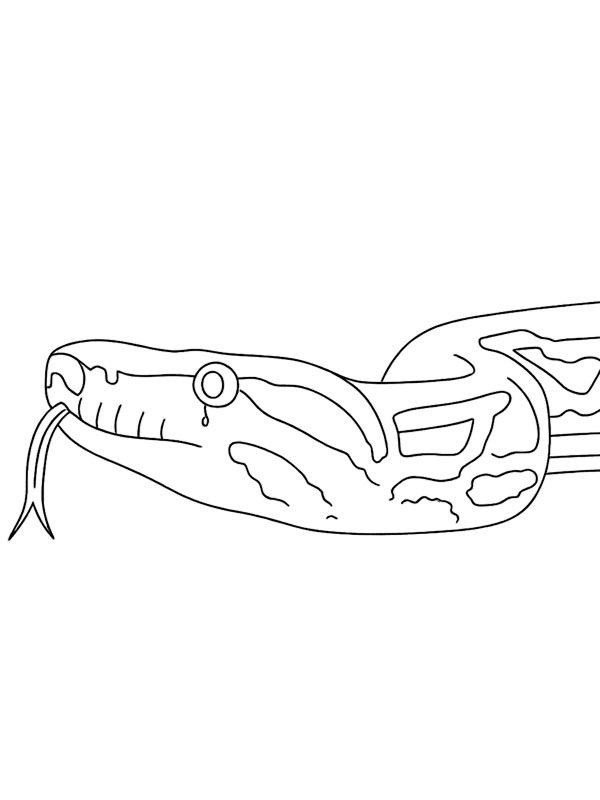 Boa constrictor Colouring page