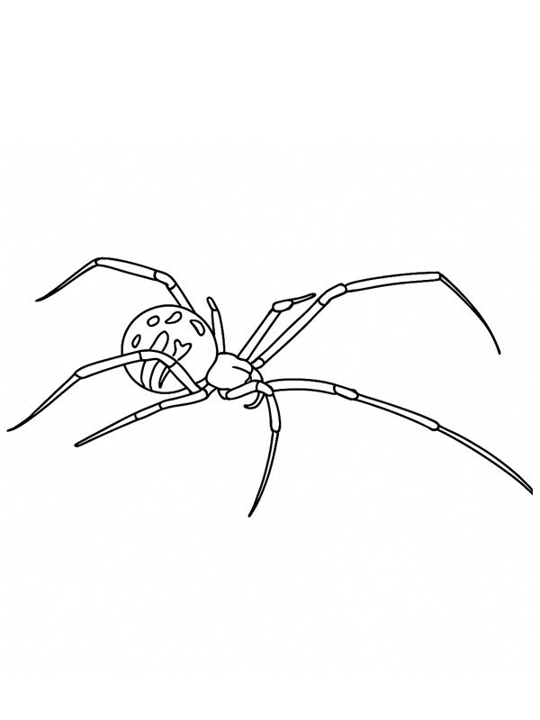 Brown Widow Colouring page