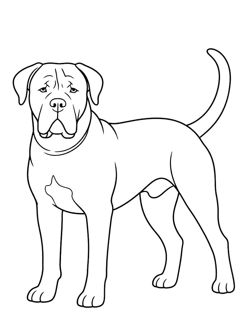 Cane corso Colouring page