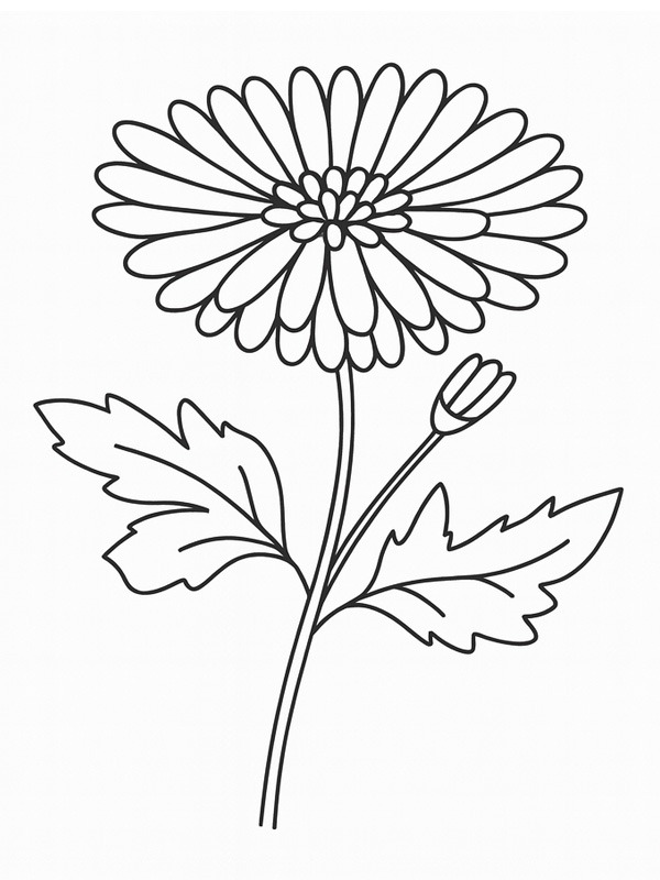 Chrysanth Colouring page