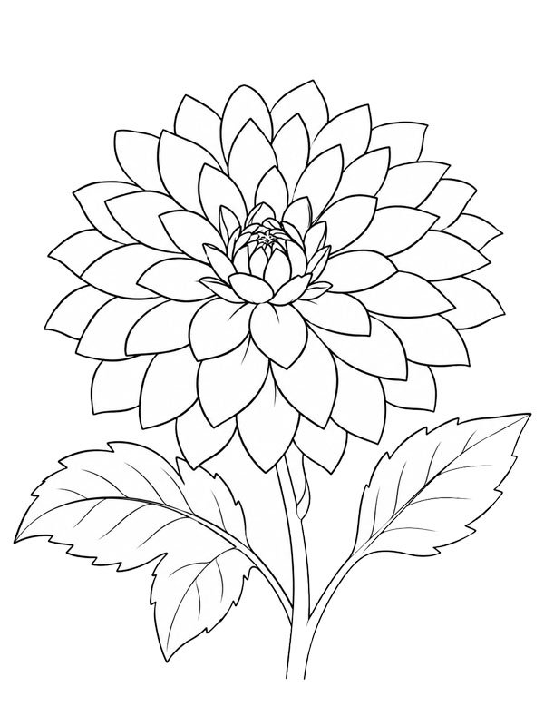 Dahlia Colouring page