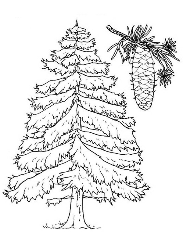 Spruce tree Colouring page