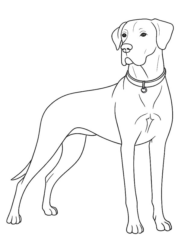 Great Dane Colouring page