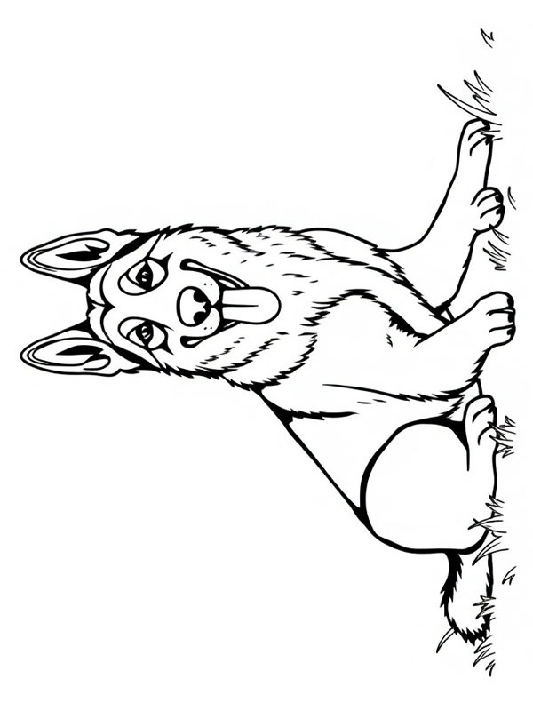 German Shepherd Colouring page