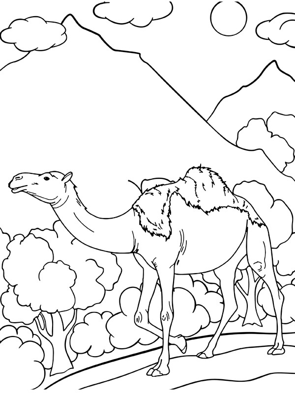 Dromedary Camel Colouring page
