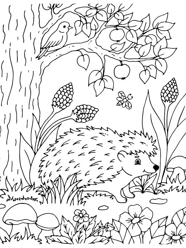 Hedgehog in nature Colouring page