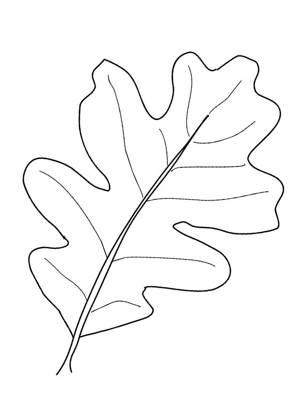 Oak leaf Colouring page