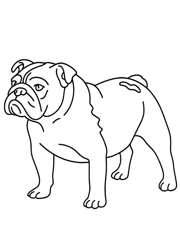 English Bulldog Colouring page
