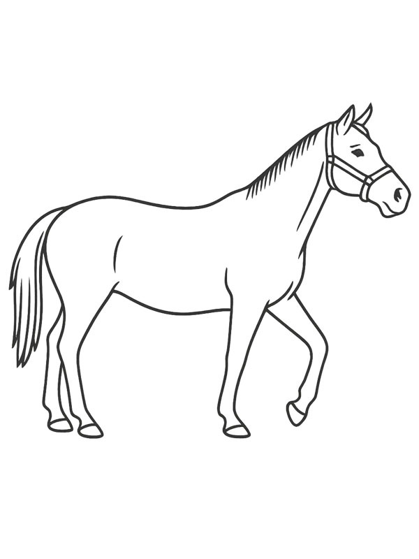 Thoroughbred Colouring page