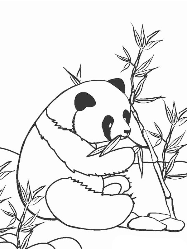 Panda is eating Colouring page