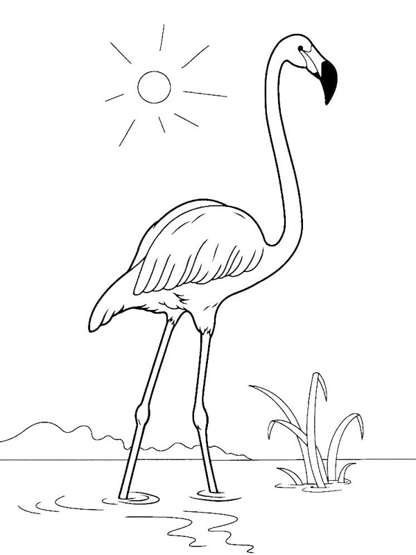 Flamingo in the water Colouring page