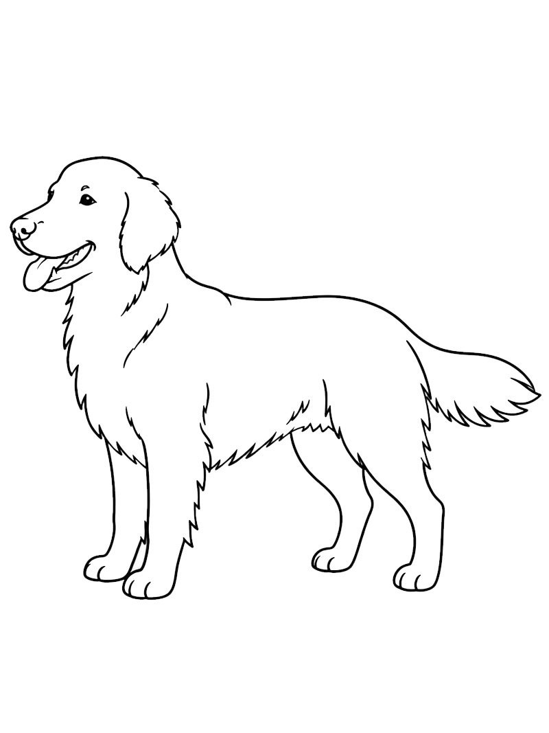 Flat-coated retriever Colouring page