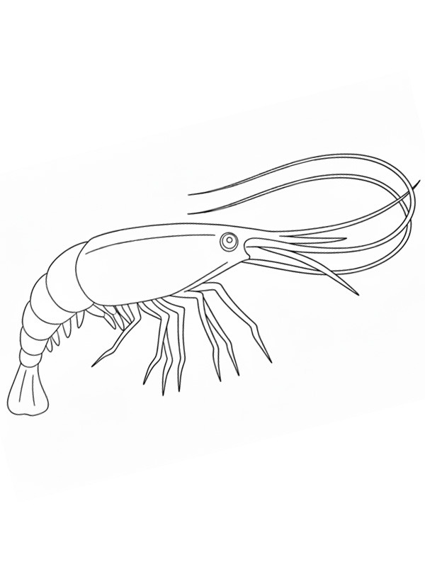 Shrimp Colouring page