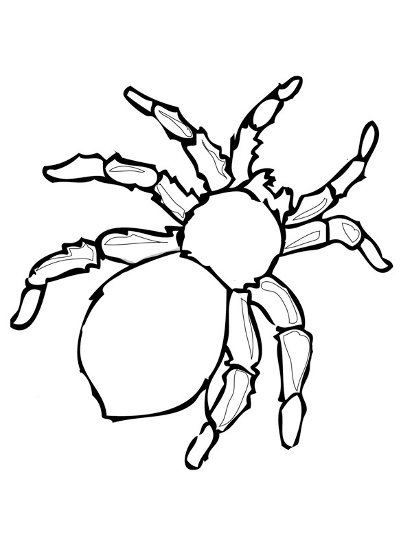Dangerous spider Colouring page