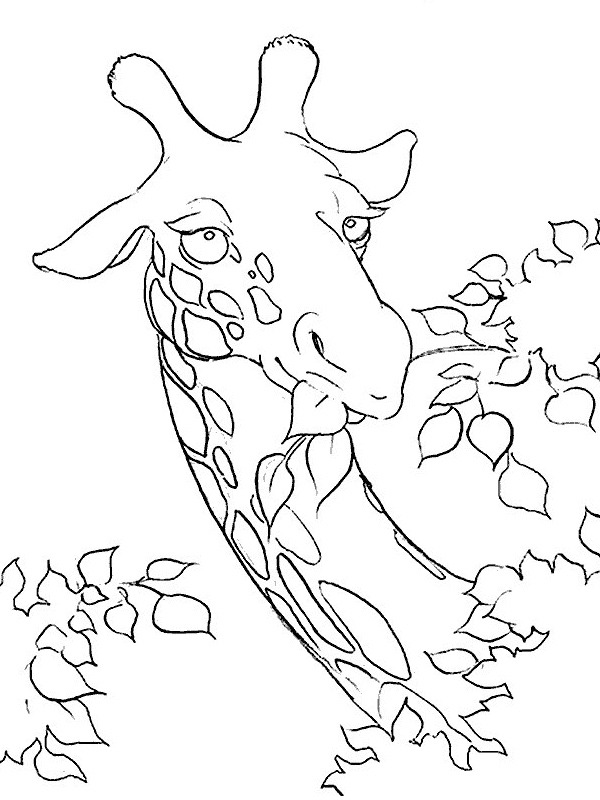 Giraffe is eating Colouring page