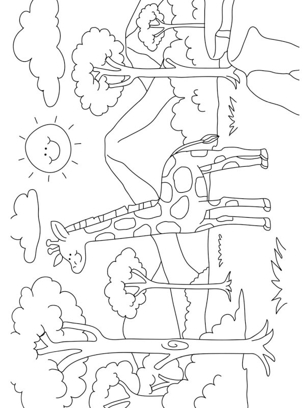 Giraffe in nature Colouring page