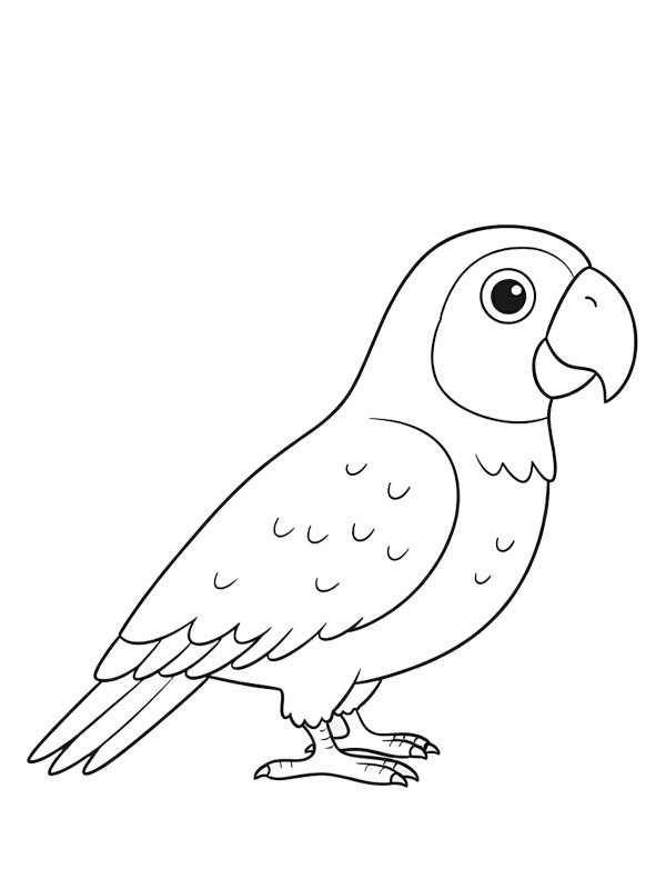 Grey parrot Colouring page
