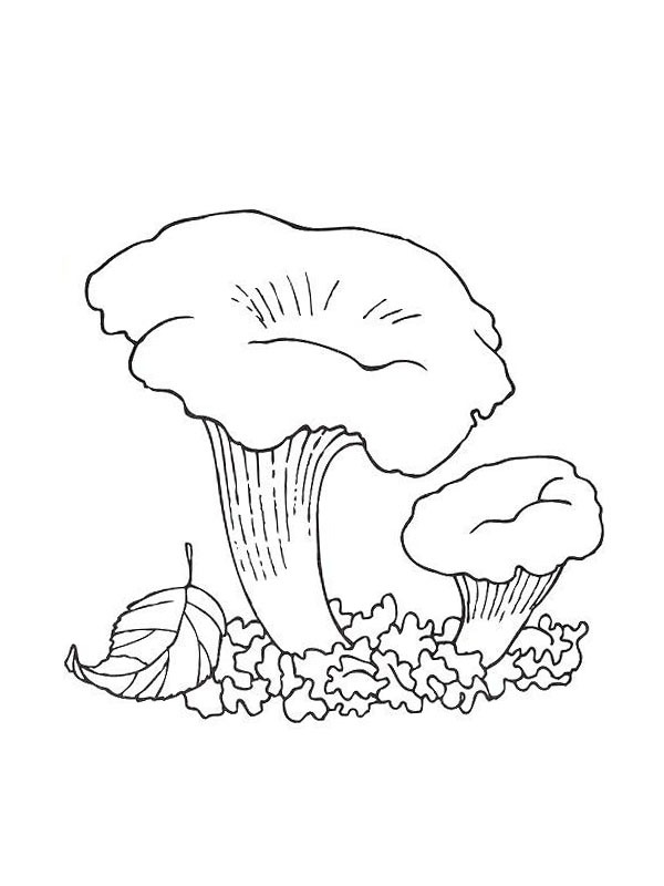 Cantharellus cibarius Colouring page