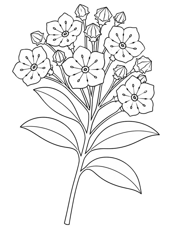 Kalmia Colouring page