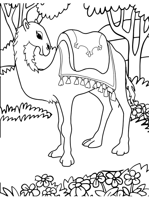Camel in nature Colouring page