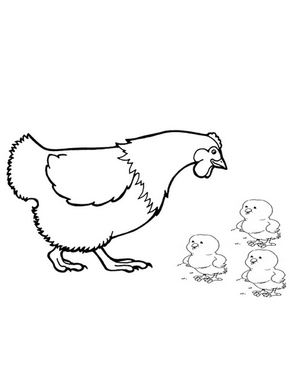 Chicken with chicks Colouring page